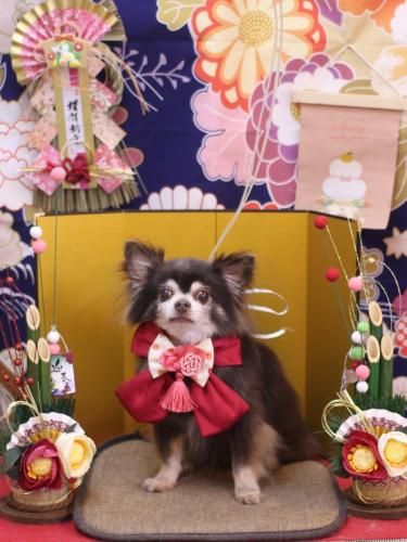 20240130チップくん